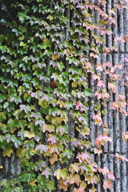 넝쿨,vine,그라데이션,gradation,green,가을,계절,fall,autumn,season,plant,식물
