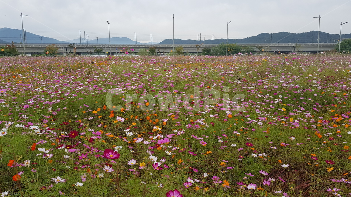 outdoors,옥외,field,들,grassland,rural,농촌,countryside,한지방,자연,nature,meadow,목초지,코스모스