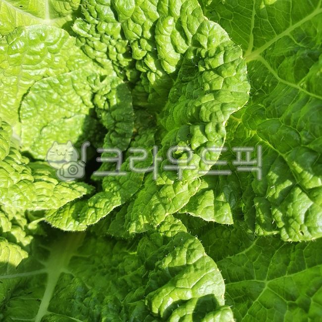 배추, 배춧잎, 배추잎, 초록잎, 야채, 사진,이미지,일러스트,캘리그라피 - caracola작가