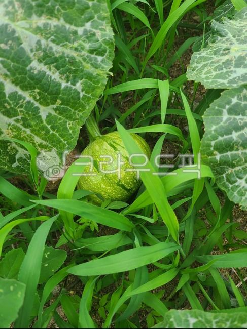 호박모종,호박,호박밭,아기호박,작은호박,plant,식물