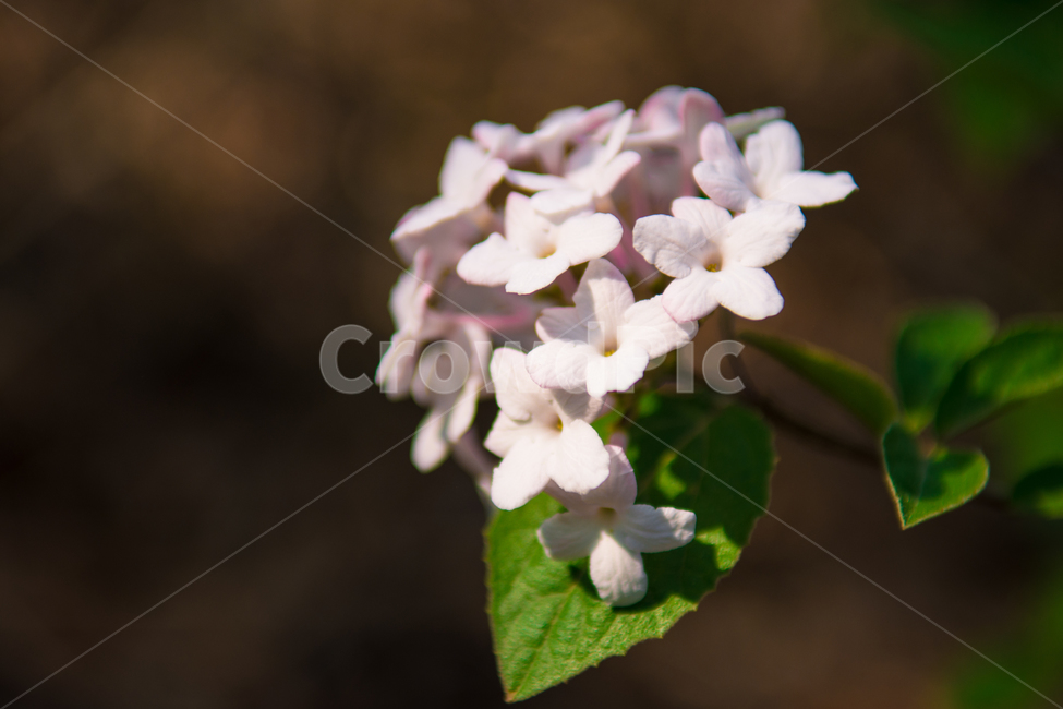 꽃,야생화,식물,봄,분홍,핑크,초록,잎,잎사귀,자연,flower,pink,green,숲,나무