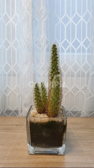 선인장,황금사선인장,다육이선인장,다육이,공기정화,반려식물,식물,실내용화초,화분,화초,house plant
