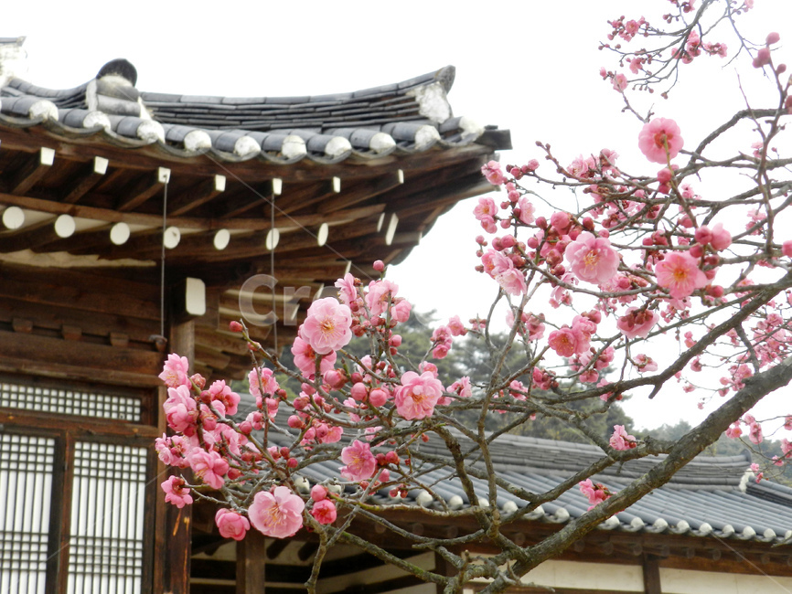 현충사,매화,적매화,고택,이충무공,아산,이순신,봄,꽃,봄,계절,spring,season,한국전통,한국문화,korean traditional,korean culture,건축물,건물외관,exterior,building,structure,architecture,construction,outdoors,옥외,garden,정원
