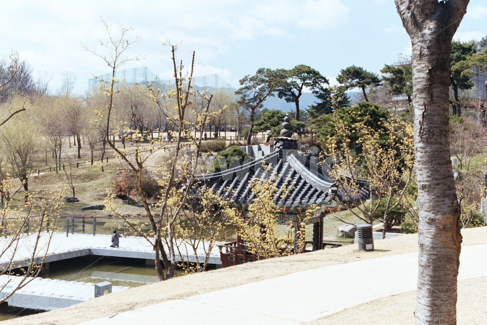 산수유,봄,공원,정좌,연못,시골,마을,풍경,landscape,country,rural,town,한국전통,한국문화,korean traditional,korean culture