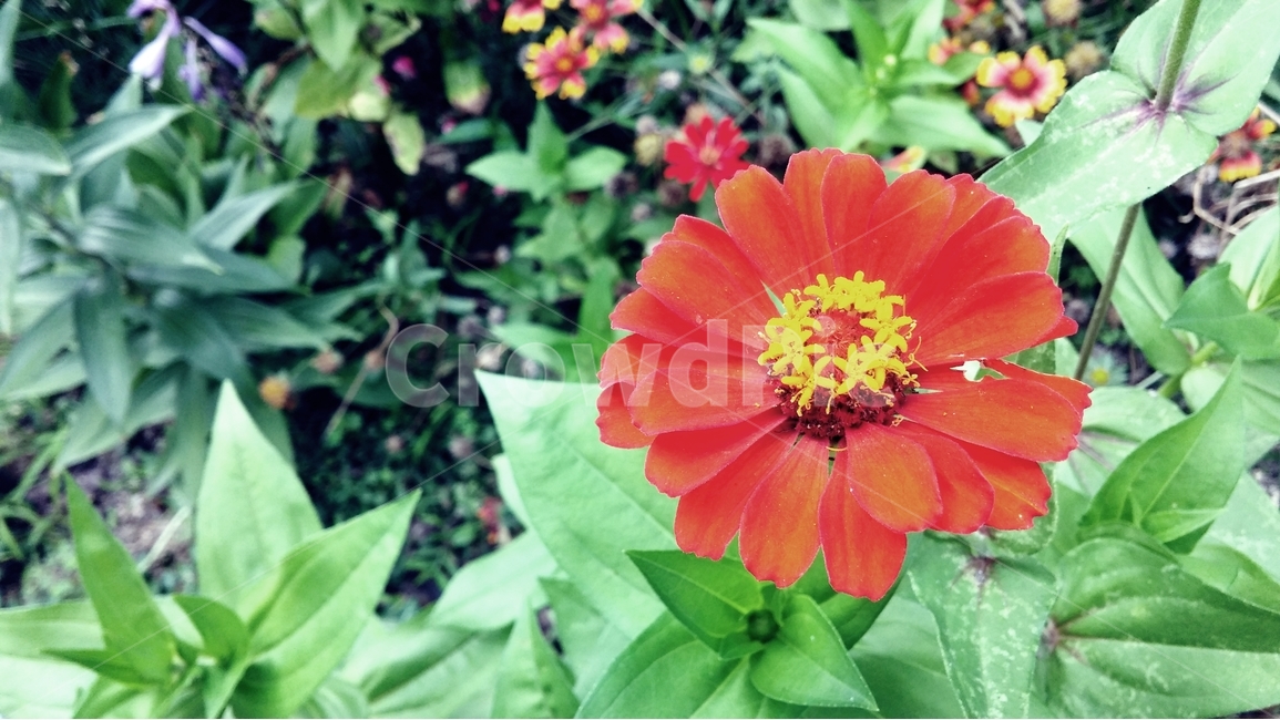 꽃,자연,식물,flower,nature,식물,자연,plants,nature,꽃,flower