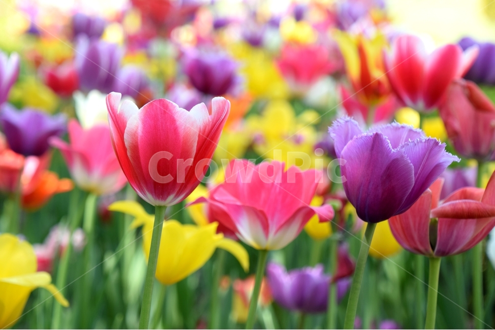튜울립,튤립,튤립꽃,봄꽃,봄,봄,계절,spring,season,식물,자연,plants,nature,꽃,flower,plant,blossom