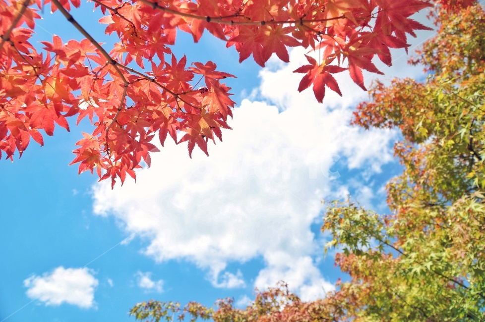 가을,하늘,단풍,나무,햇살,가을,계절,fall,autumn,season,자연,풍경,nature,landscape,leaf,잎,plant,식물,tree,maple