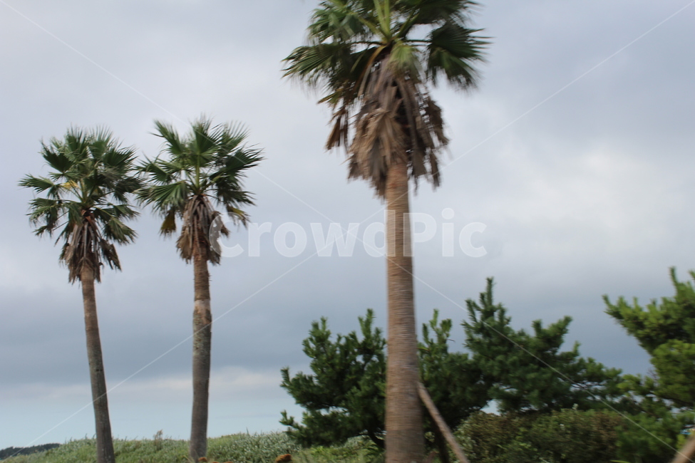 nature,자연,outdoors,옥외,바다,sea,ocean,해양,물,water,하늘,sky,구름,풀,grass,제주,제주도,야자수,나무,tree,자연,풍경,nature,landscape,plant,식물,palm tree