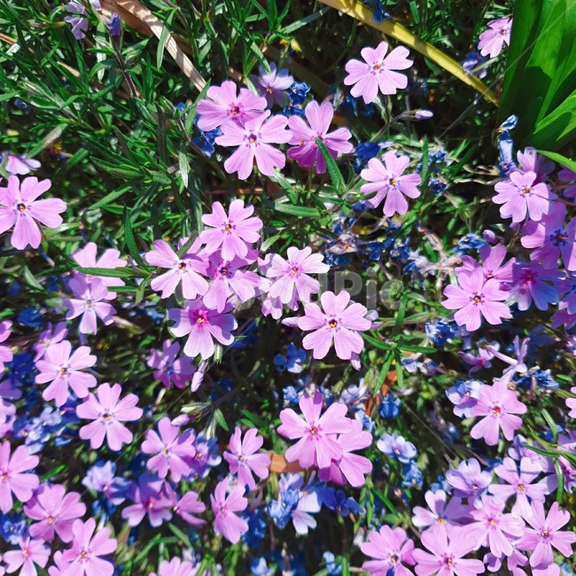 꽃,보라색,자연친화,산뜻,봄