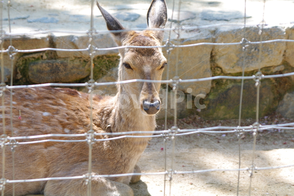 봄,봄경치,mammal,포유류,animal,동물,사슴,deer,야생동물,wildlife,동물,animal,포유류,mammal