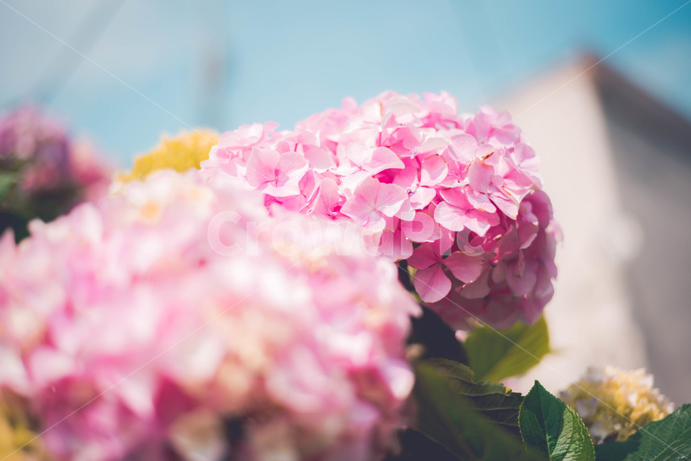 plant,hydrangea,pink flower,summer flowers,flower