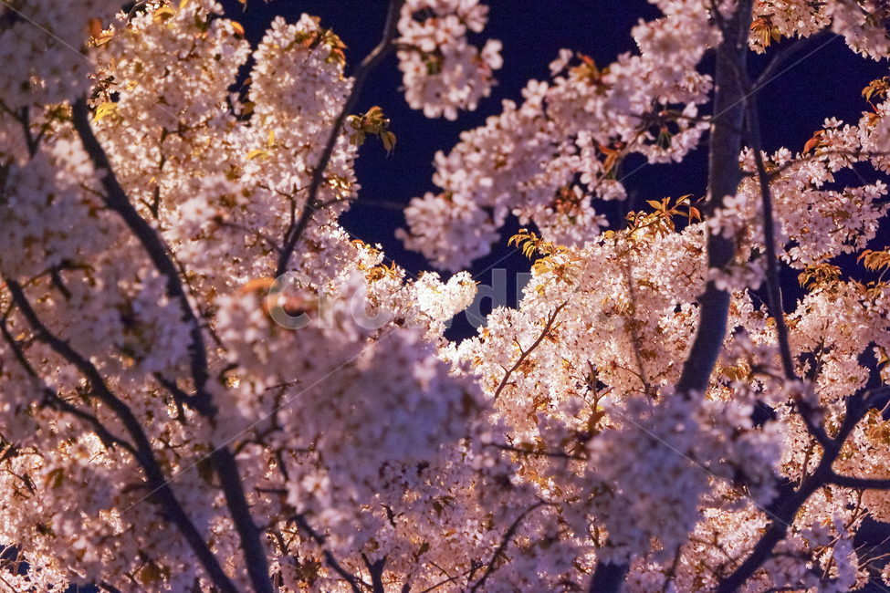 벚꽃,봄,하트,사랑,밤,꽃잎,행복,하트모양,러브,꽃,축제,벚꽃엔딩,벚꽃나무,계절,감성,감성사진,야경,풍경,식물,나무,자연,색감,꽃놀이,소풍,커플,데이트,분위기,핑크,spring,night,nightscape,landscape,분홍,plants,nature,trees,wood,cherry,cherryblossom,flower,pink,season,heart,love,봄,계절,spring,season,야경,밤,풍경,nightscape,night,landscape,plant,blossom