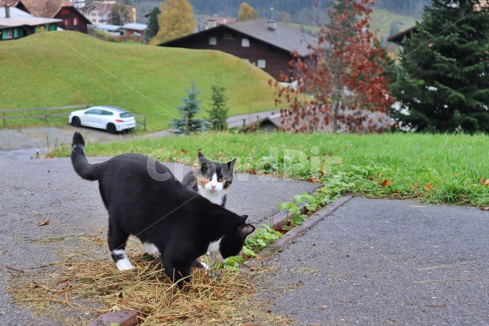 고양이,자연,cat,animal,동물