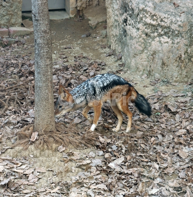 육식,동물,포유류,고양이과,여우,검은색,갈색,잡식,animal,nature,동물보호,동물원,park,animalpark,자연,야생,하이에나,동물,animal,포유류,mammal