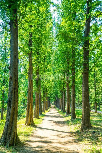 tree,나무,plant,식물,path,통로,메타쉐콰이어,하늘공원,길,자연,평온,힐링,숲,자연,풍경,nature,landscape