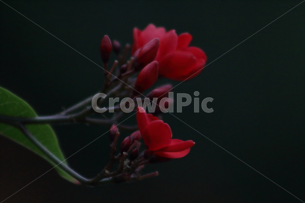 꽃,식물,자트로파인테기리마,마타피아,jatrophaintegerrima,식물,자연,plants,nature,꽃,flower