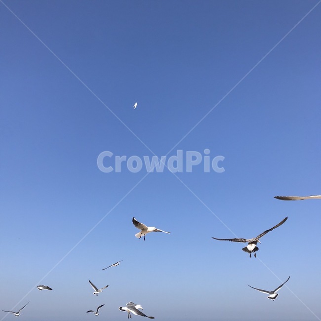 flying,나는,바다,animal,갈매기,동물,bird,새,동물,animal,조류,새,birds