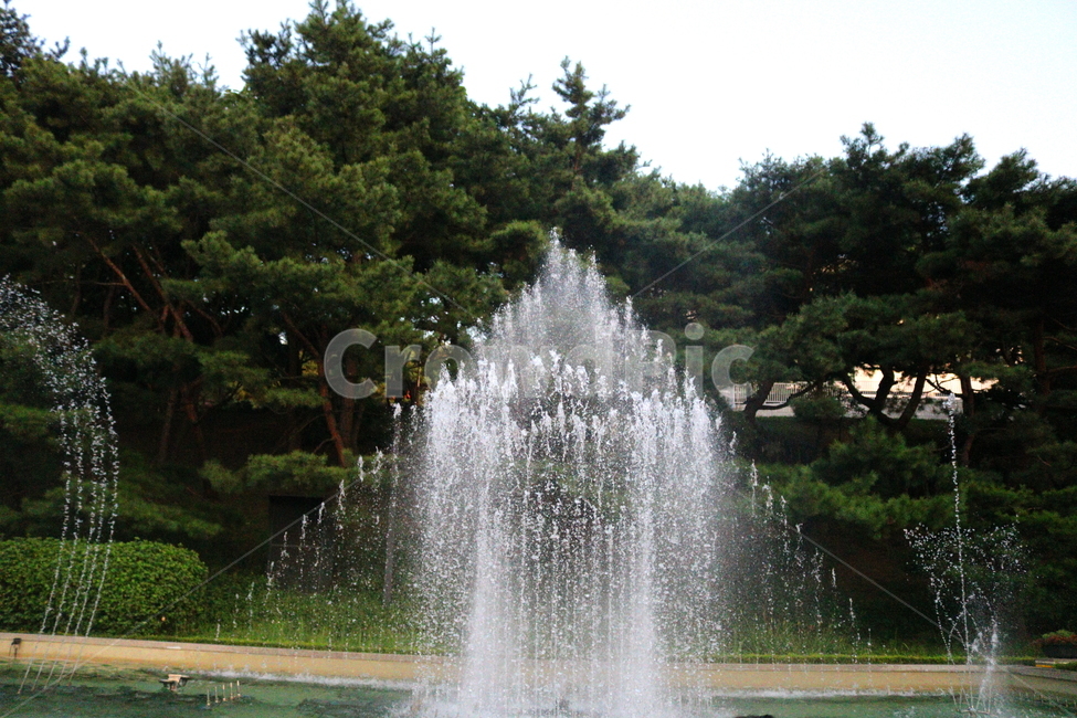 분수,분수대,물,공원,예술의전당,나무,소나무,자연,풍경,nature,landscape,water