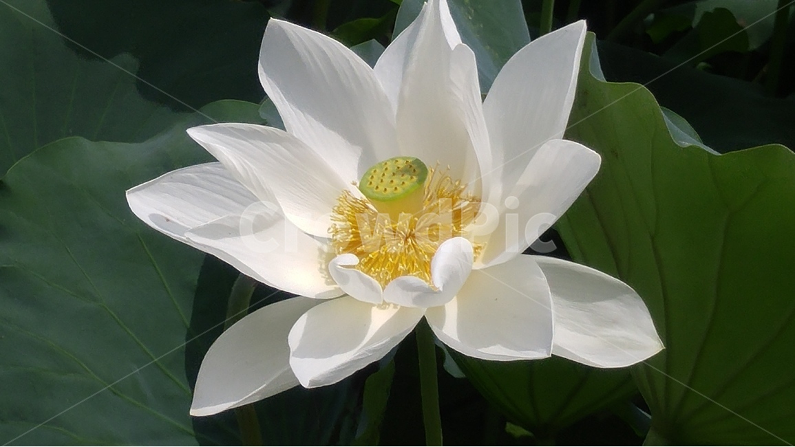 백련,연꽃,연잎,꽃구경,식물,자연계절,식물,자연,plants,nature,꽃,flower