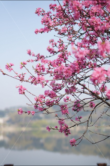 신정호수,물,나무,봄,연두,아침,봄,계절,spring,season,식물,자연,plants,nature,꽃,flower,plant,blossom