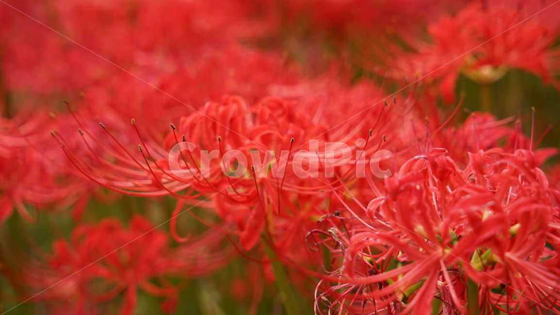 상사화,꽃,붉은꽃,식물,화분,식물,자연,plants,nature,꽃,flower
