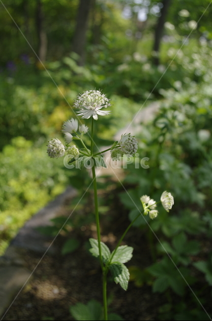 숲,초록,나무,잎,꽃,flower,식물,plant,계절,봄,spring,식물,자연,plants,nature,꽃,flower