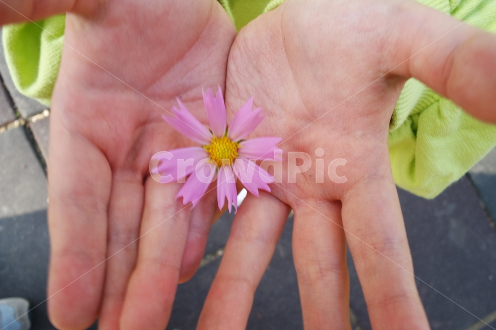 아이손,손,코스모스,꽃,가을,plant,꽃,flower