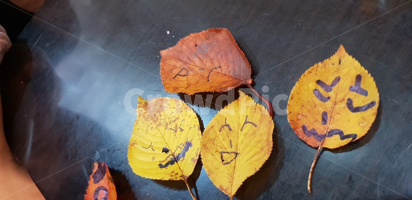 나뭇잎,얼굴,낙서,그림,가족,가을,계절,fall,autumn,season,leaf,잎,plant,식물,veins,정맥