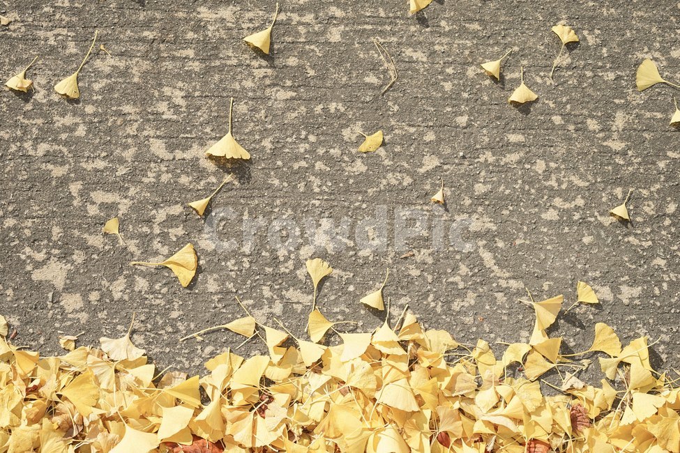 가을,단풍,낙엽,메이플,fall,은행나무,노랑색,가을,계절,fall,autumn,season,ground,바닥