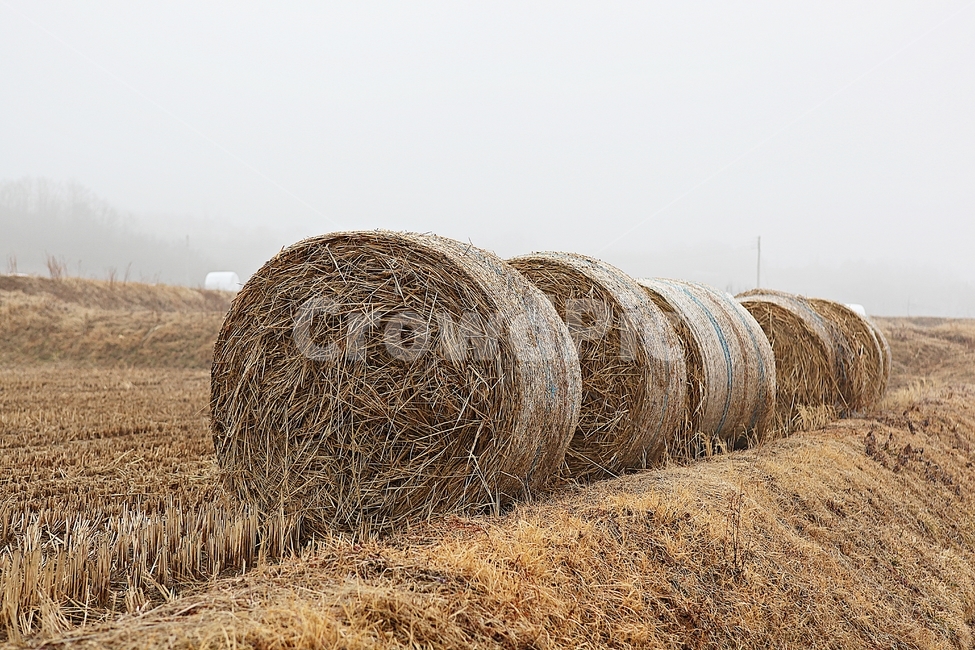 짚,사료,논,볏짚,짚둥치,식물,자연,풍경,겨울,농업,산업,industry,industrial,농업,농사,agriculture,farming,farming industry