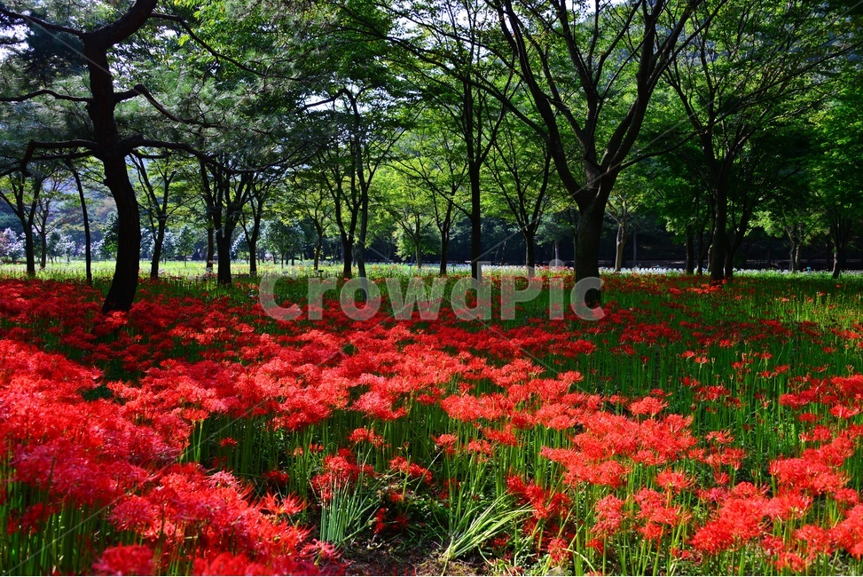 outdoors,옥외,blossom,flower,꽃,petal,꽃잎,plant,식물,tree,나무,treetrunk,나무줄기,영광,불갑사,꽃무릇축제,꽃무릇,축제,상사화
