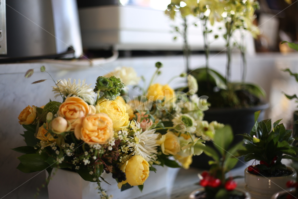장미,꽃다발,화분,꽃,봄,플라워,플라워카페,장미꽃다발,식물,자연,plants,nature,꽃,flower,실내용화초,화분,화초,house plant,인테리어,실내디자인,interior design