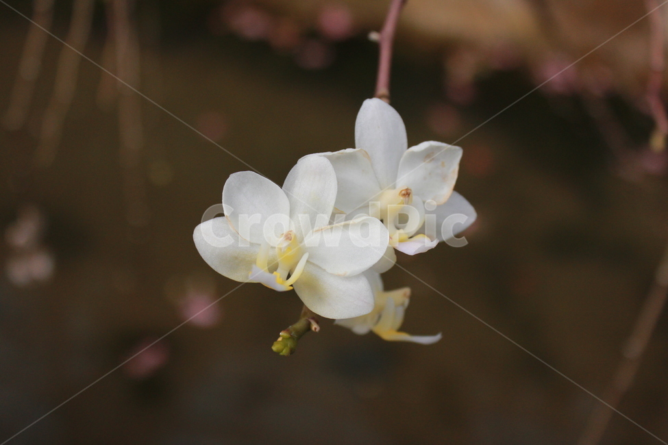 꽃,식물,plant,flower,blossom,식물,자연,plants,nature,꽃,flower