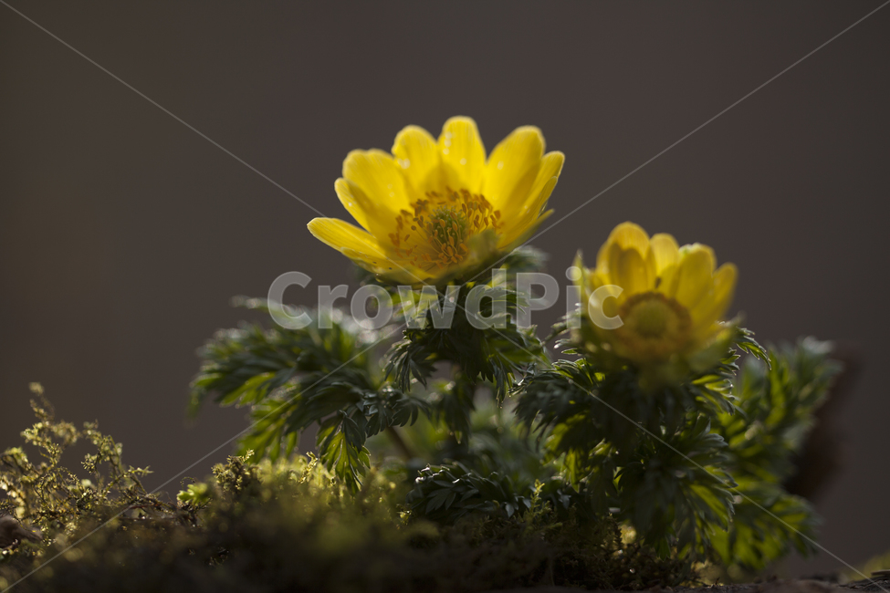 복수초,보케,봄꽃,노란꽃,감성꽃,봄,계절,spring,season,식물,자연,plants,nature,꽃,flower,plant