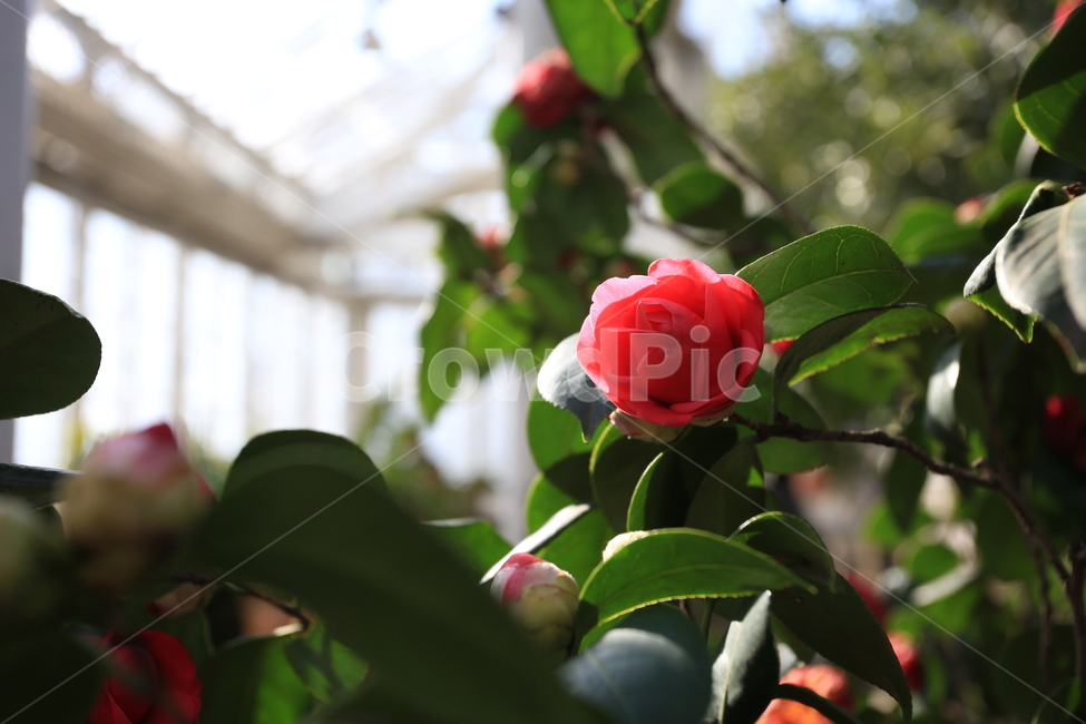 동백꽃,봄,빨강,식물,나무,봄,계절,spring,season,식물,자연,plants,nature,꽃,flower,plant,blossom,rose,장미