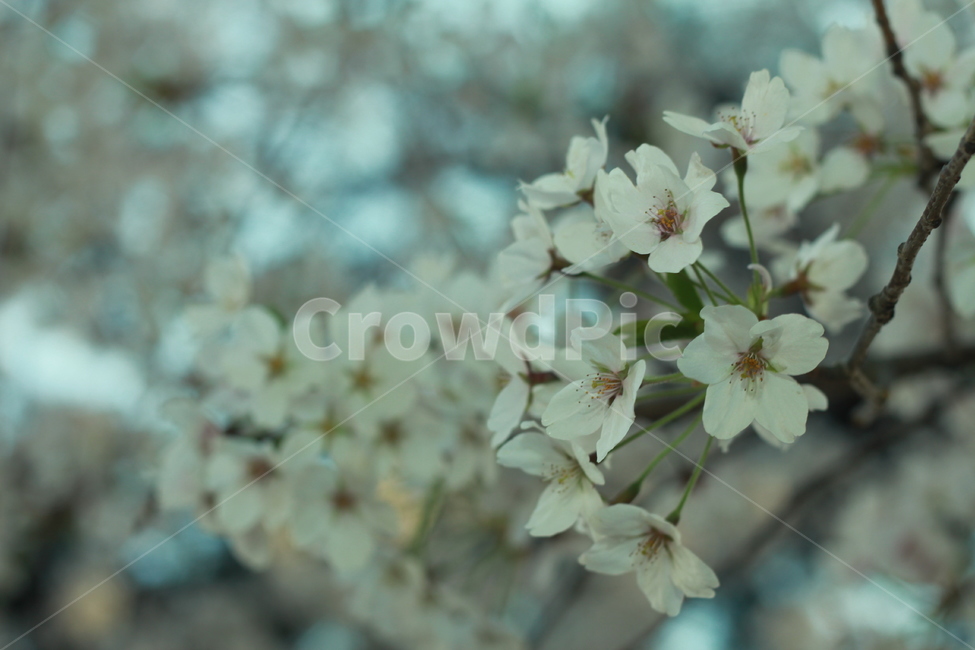 꽃,봄꽃,식물,flower,plants,봄,계절,spring,season,식물,자연,plants,nature,꽃,flower,plant,blossom,cherry blossom,벚꽃