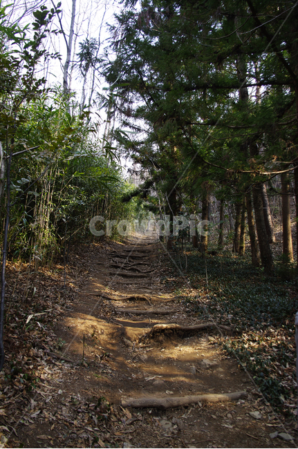 나무,식물,자연,nature,plant,흙길,road,길