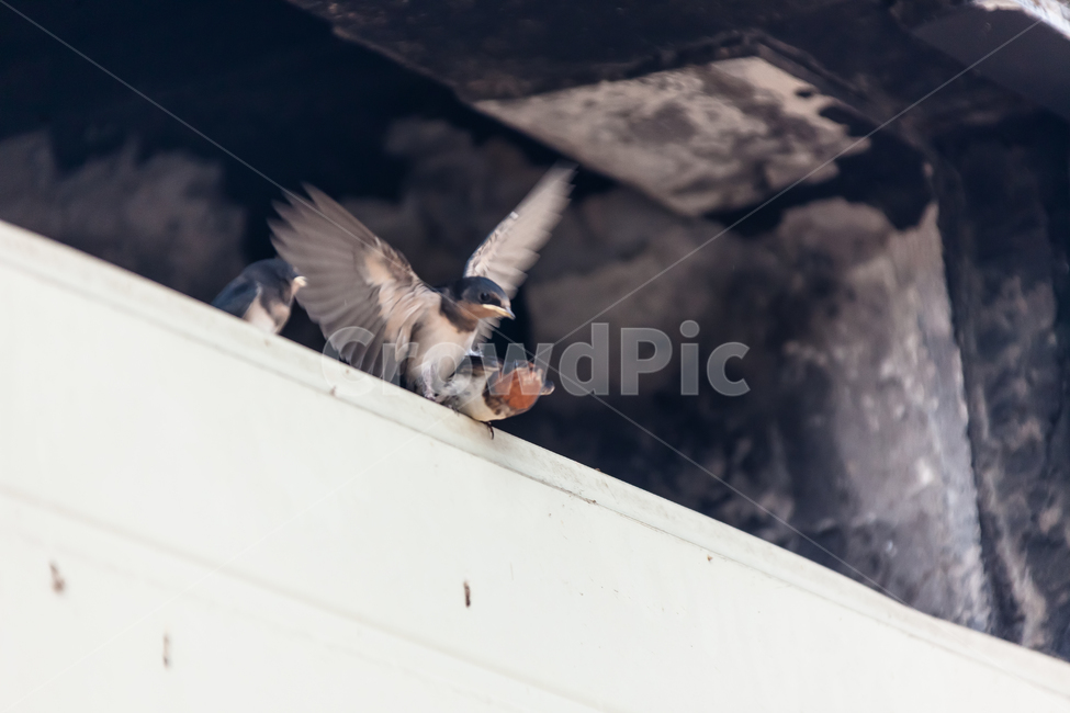 제비,조류,새,환경,야생,날개,동물,animal,조류,새,birds