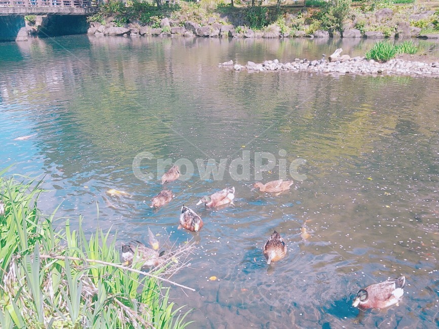오리,천둥오리,계곡오리,오리무리,천둥오리무리,물가,계곡,동물,animal,조류,새,birds