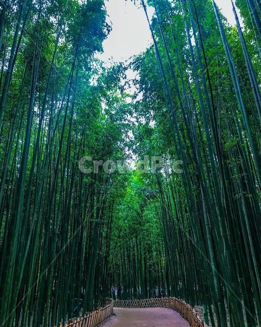 대나무숲,대나무,숲,나무,울산,태화강십리대밭,자연,풍경,nature,landscape,plant,식물