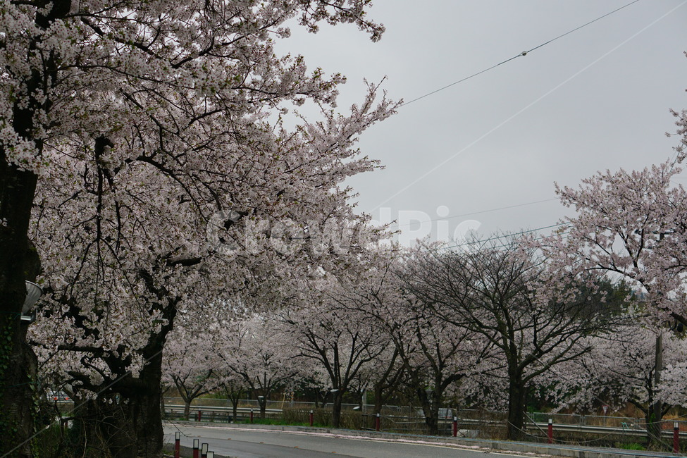 벚꽃,꽃,나무,봄,설레임,봄,계절,spring,season,자연,풍경,nature,landscape,plant,식물