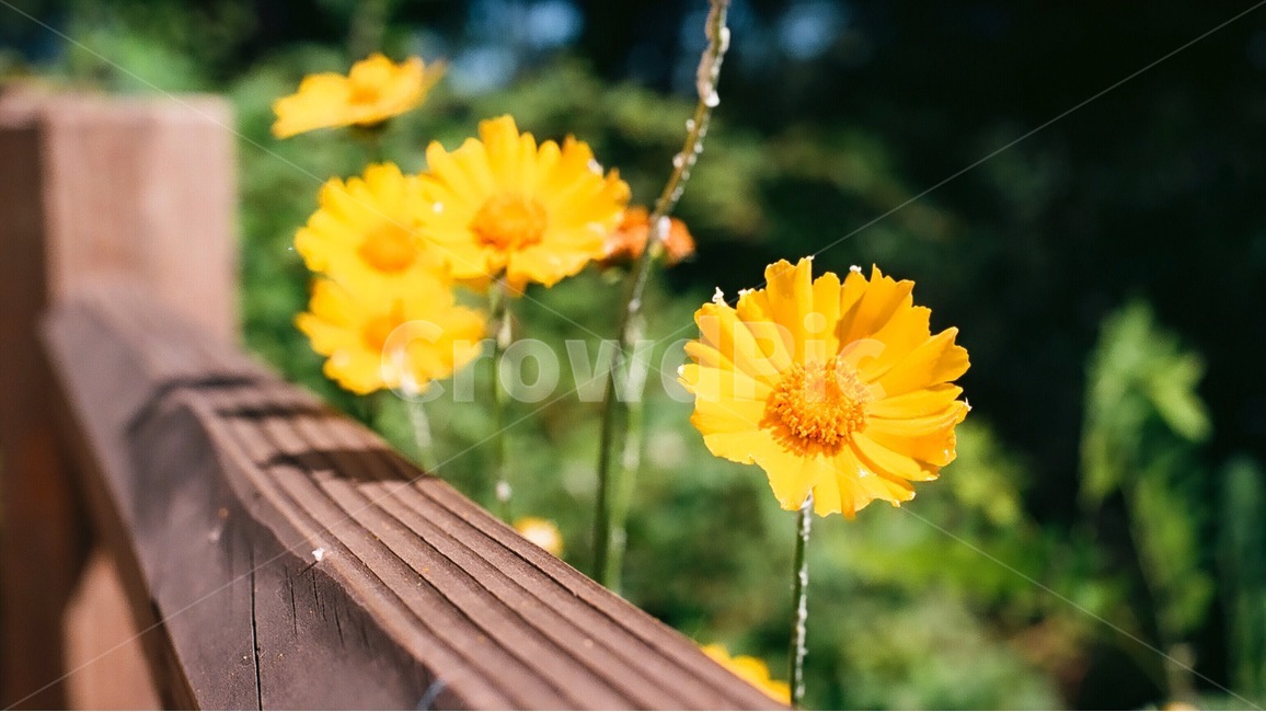 꽃,공원,난간,노란,풍경,자연,들꽃,펜스,식물,자연,plants,nature,꽃,flower