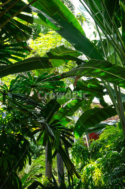 plant,야자나무,열대식물,tropical,thai,식물,초목,vegetation,자연,nature,열대우림,rainforest,outdoors,옥외,jungle,밀림,나무,tree,식물,자연,plants,nature
