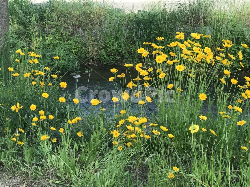 탄천,강,배경,자연,꽃,노란색