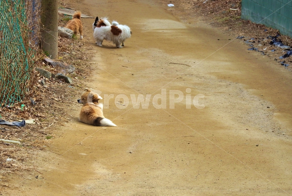 강아지,개,시골개,시골길,시골강아지,산책,동물,animal,포유류,mammal,개,강아지,dog,doggy