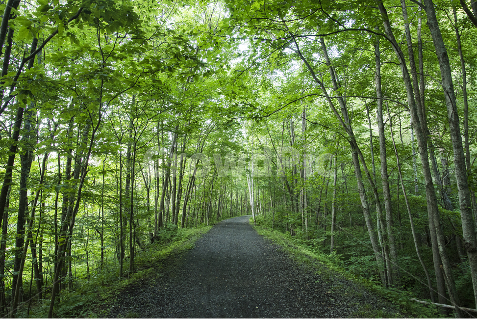 path,통로,미국,나무,푸른,자연,풍경,여름,nature,landscape,usa,green,trees,fresh,way,summer,자연,풍경,nature,landscape