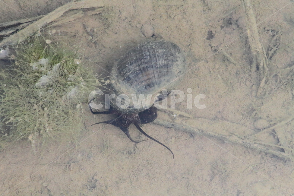 우렁이,논우렁이,연체동물,친환경,riversnail,동물,animal
