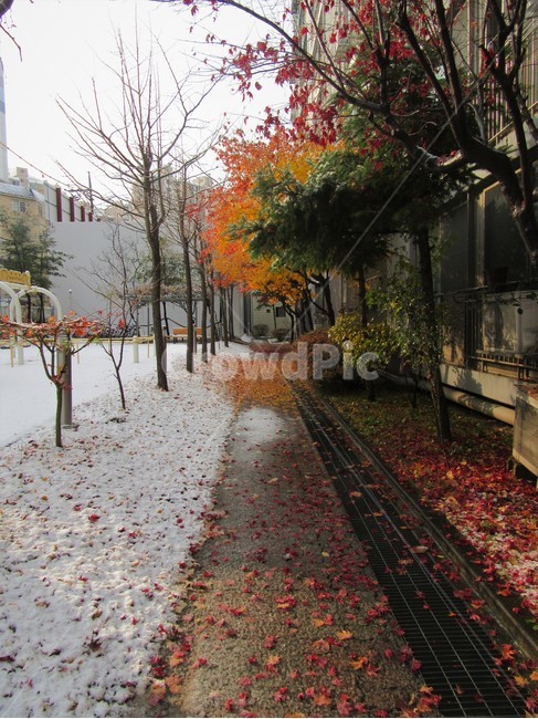 단풍잎,가을,겨울,첫눈,길,골목길,alley,plant,식물,leaf,잎,tree,나무