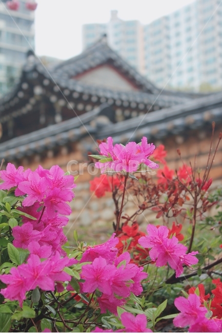 철쭉,꽃구경,감성사진,예쁜사진,꽃,풍경사진,풍경,한국전통,한국문화,korean traditional,korean culture,식물,자연,plants,nature,꽃,flower