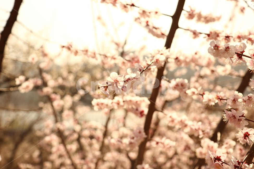 plant,식물,flower,blossom,꽃,노을,햇살,식물,자연,plants,nature,꽃,flower